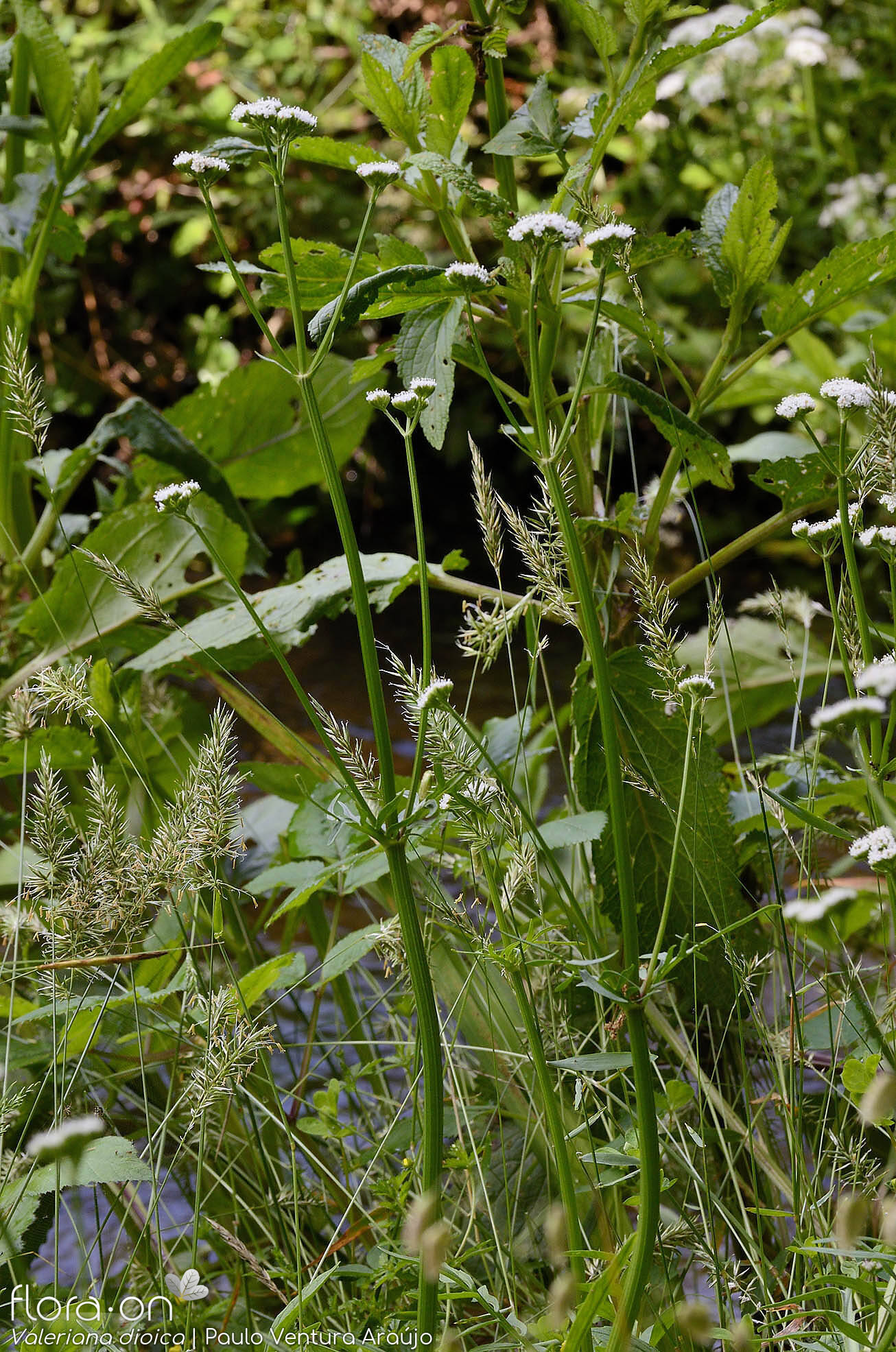 Valeriana dioica - Hábito | Paulo Ventura Araújo; CC BY-NC 4.0