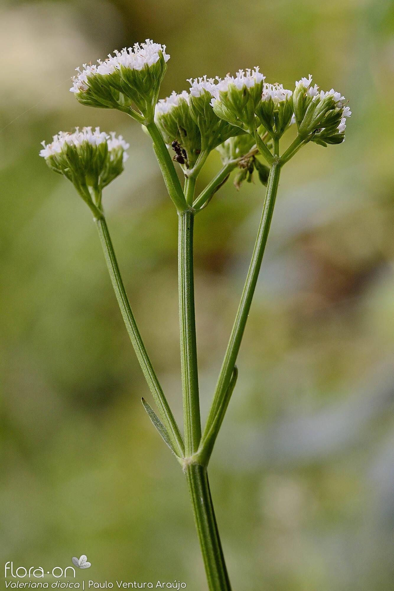 Valeriana dioica - Flor (geral) | Paulo Ventura Araújo; CC BY-NC 4.0