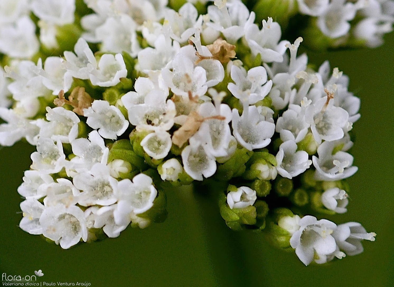 Valeriana dioica - Flor (close-up) | Paulo Ventura Araújo; CC BY-NC 4.0