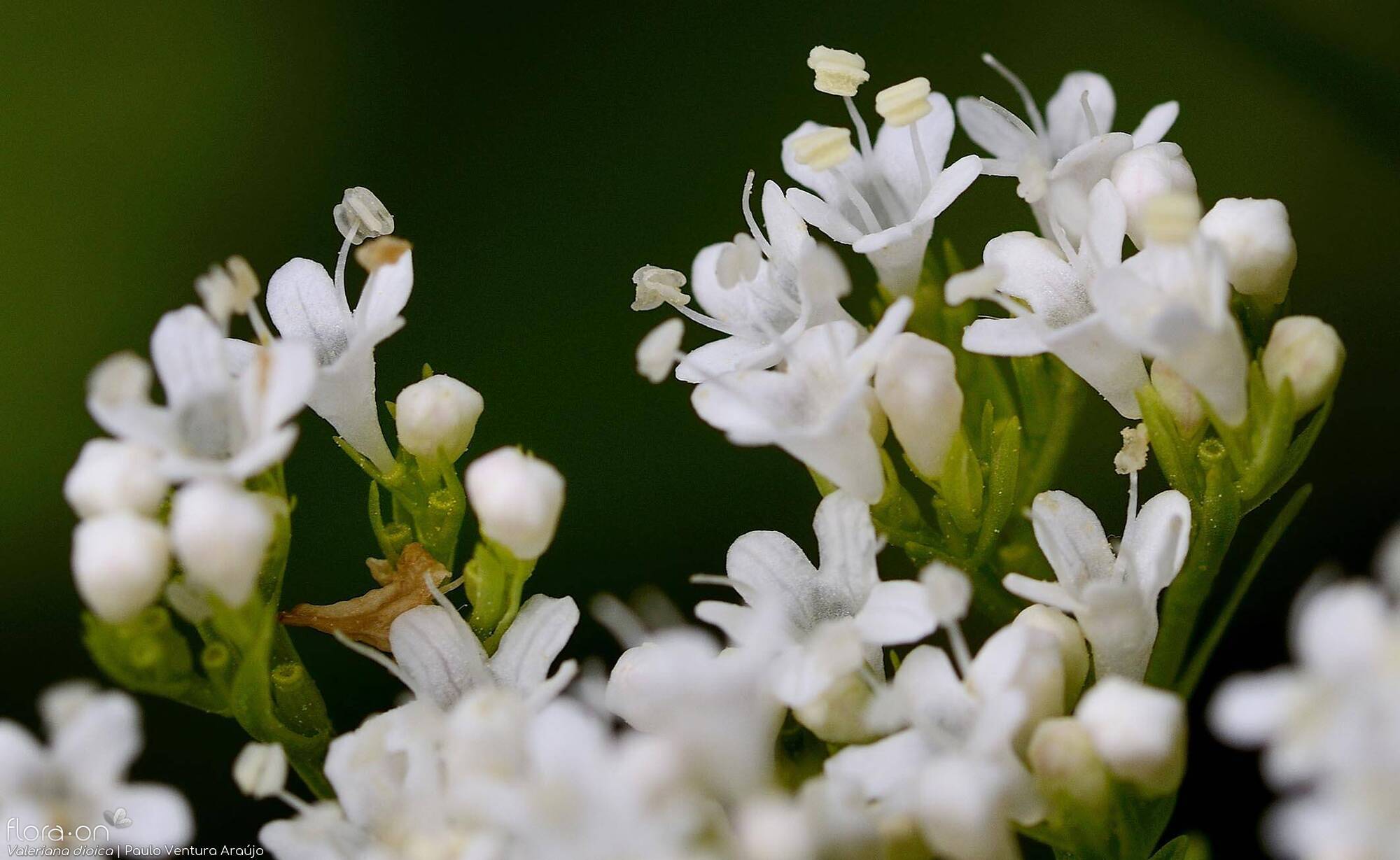 Valeriana dioica - Flor (close-up) | Paulo Ventura Araújo; CC BY-NC 4.0