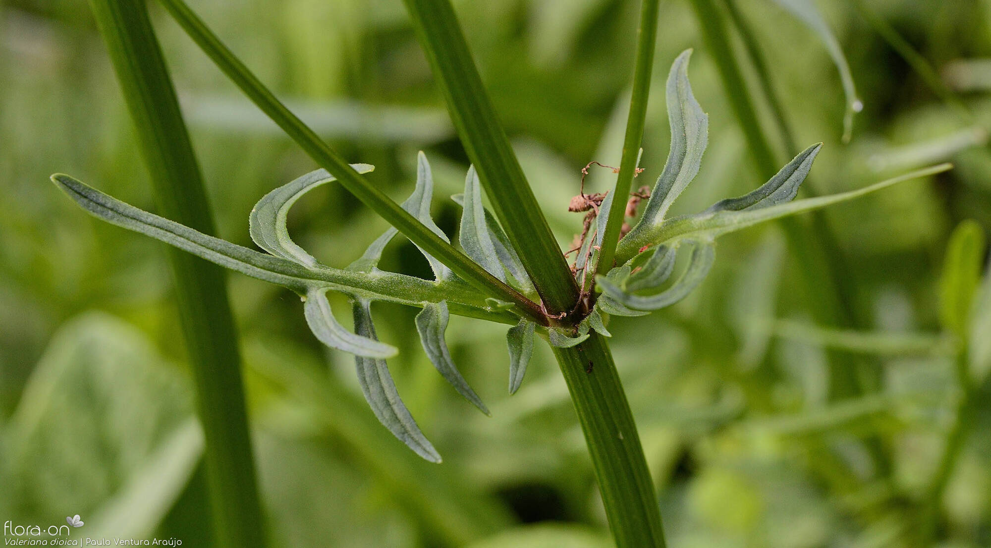 Valeriana dioica - Folha | Paulo Ventura Araújo; CC BY-NC 4.0