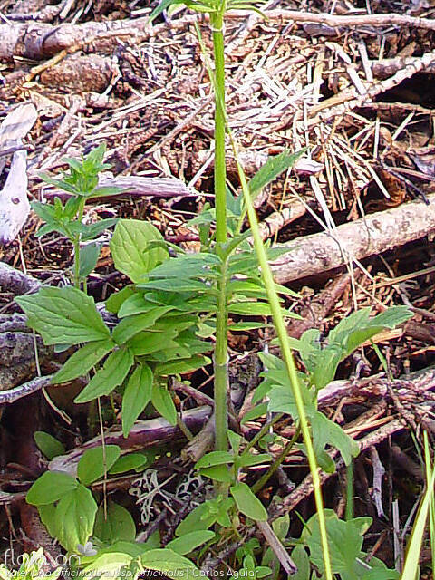 Valeriana officinalis subsp. officinalis | Flora-On