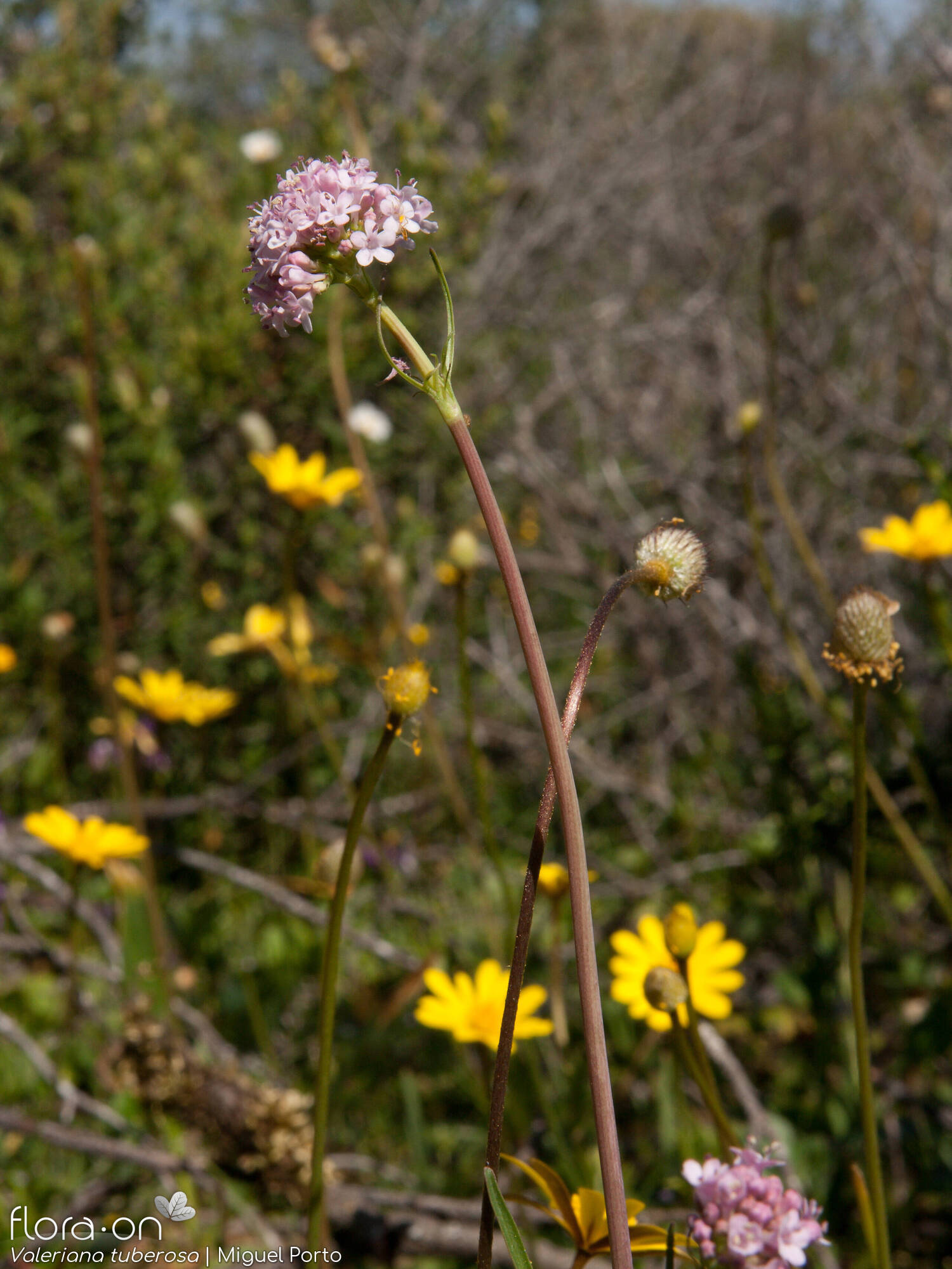 Valeriana tuberosa - Flor (geral) | Miguel Porto; CC BY-NC 4.0