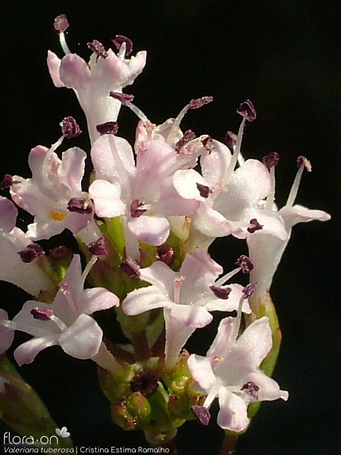 Valeriana tuberosa - Flor (close-up) | Cristina Estima Ramalho; CC BY-NC 4.0
