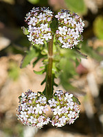 Valerianaceae