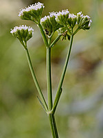 Valerianaceae