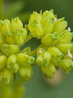 Valerianella coronata
