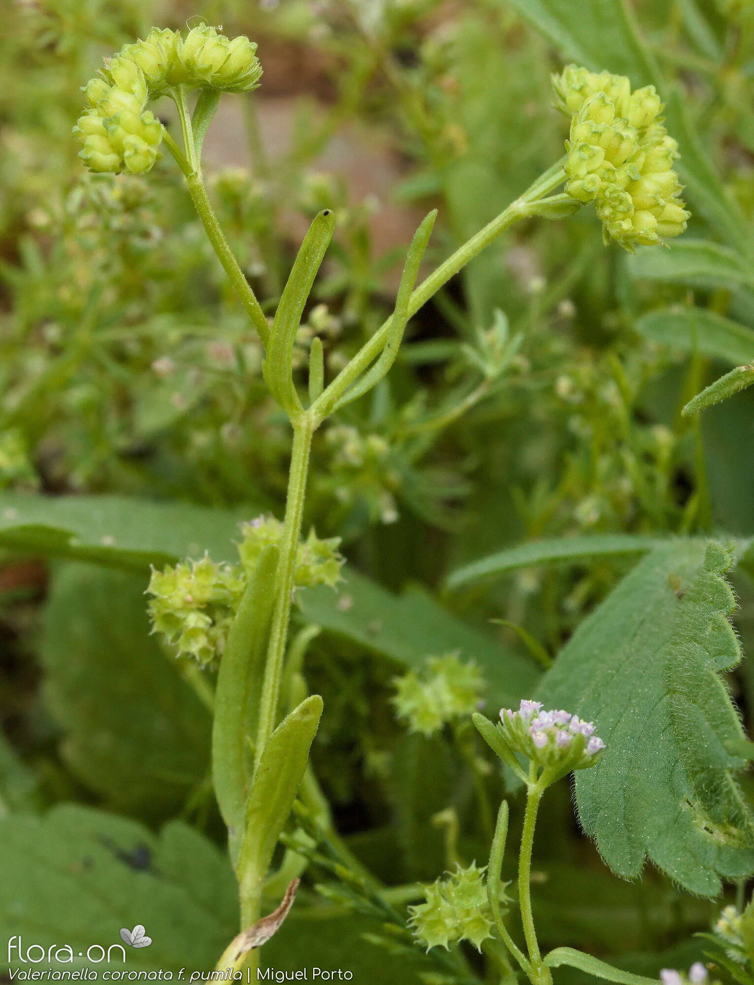 Valerianella coronata - Hábito | Miguel Porto; CC BY-NC 4.0