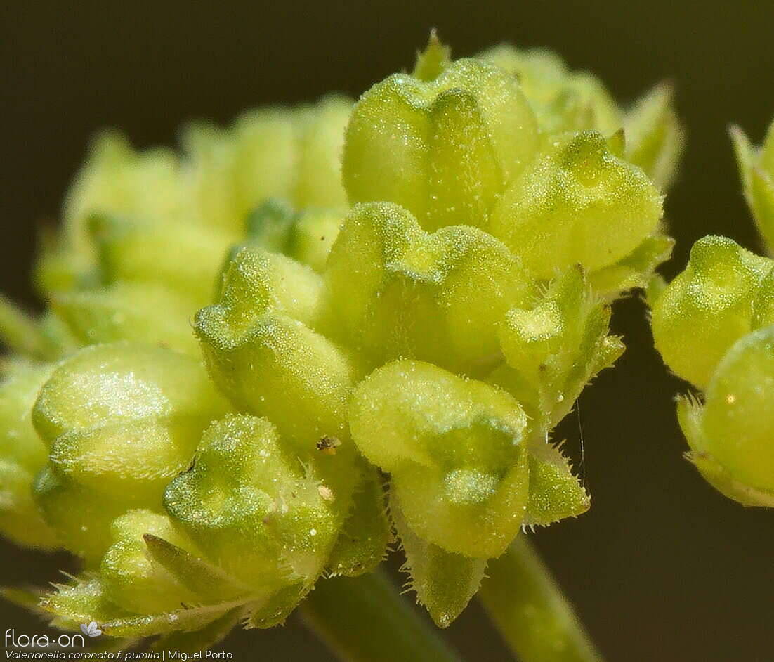Valerianella coronata - Fruto | Miguel Porto; CC BY-NC 4.0