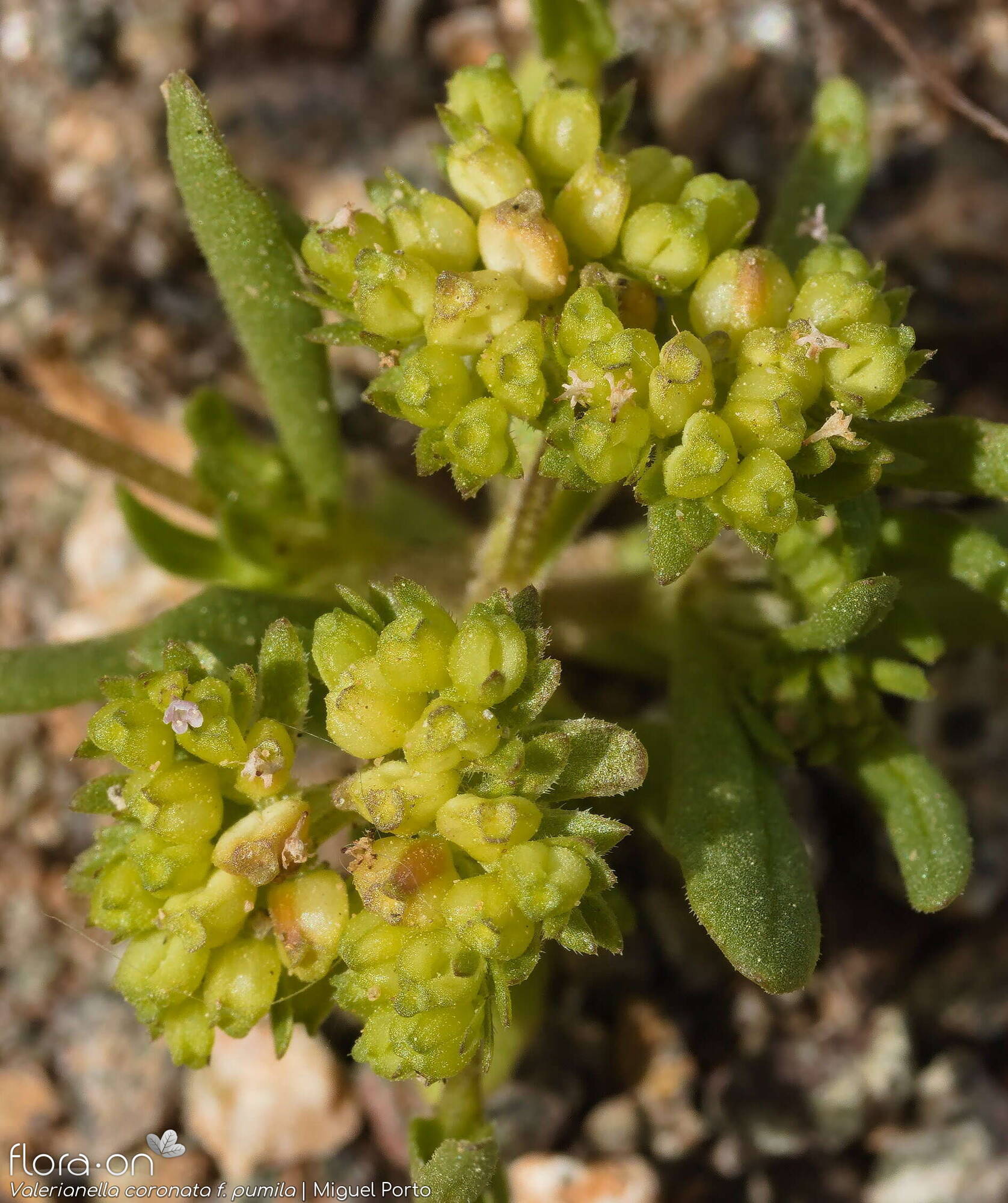 Valerianella coronata - Fruto | Miguel Porto; CC BY-NC 4.0