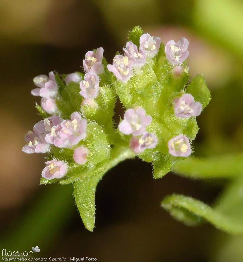 Valerianella coronata - Flor (close-up) | Miguel Porto; CC BY-NC 4.0