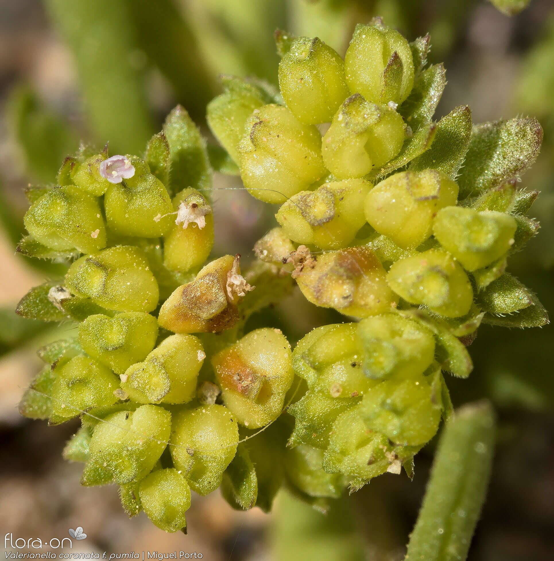 Valerianella coronata - Fruto | Miguel Porto; CC BY-NC 4.0