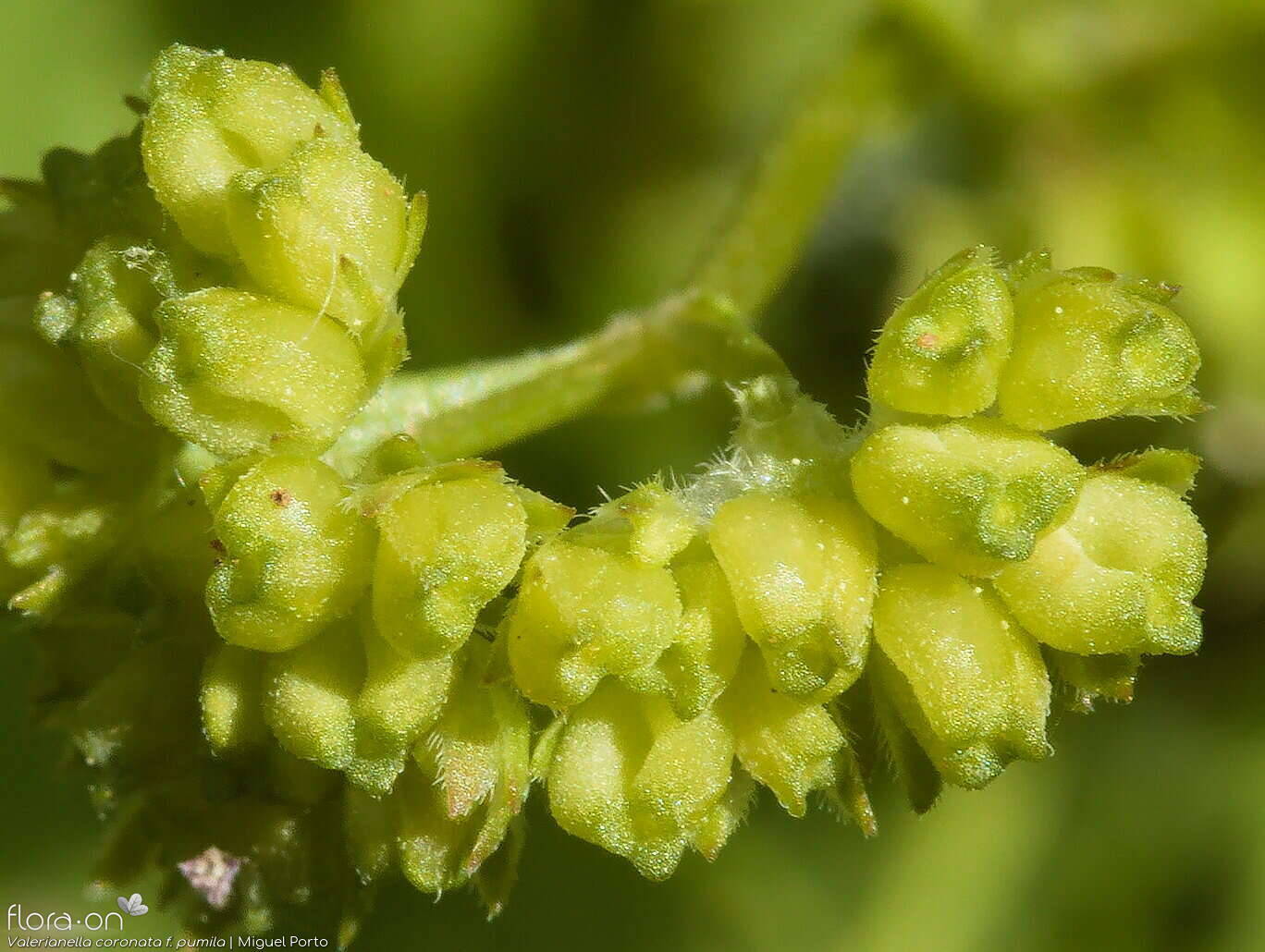 Valerianella coronata - Fruto | Miguel Porto; CC BY-NC 4.0
