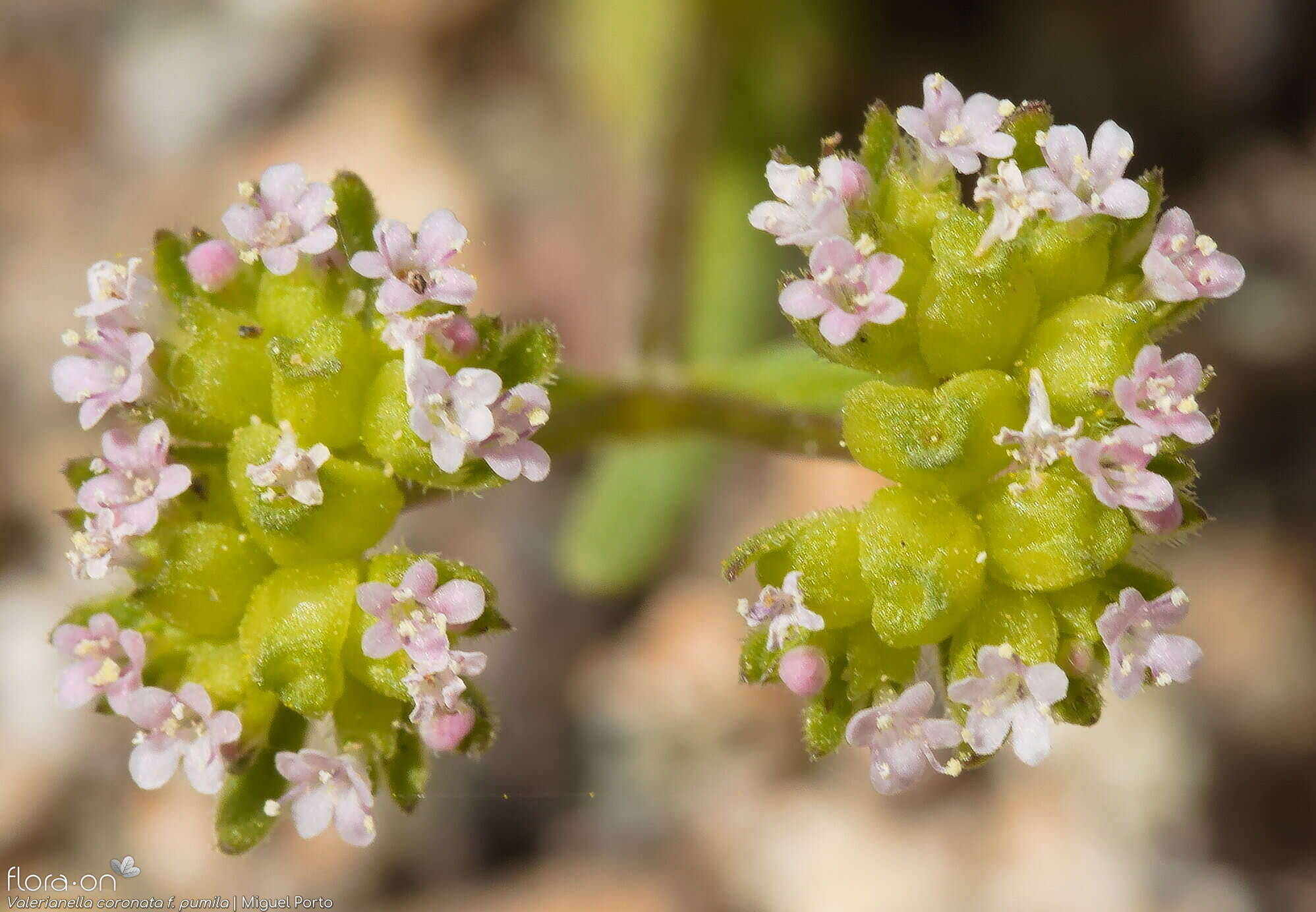 Valerianella coronata - Flor (close-up) | Miguel Porto; CC BY-NC 4.0