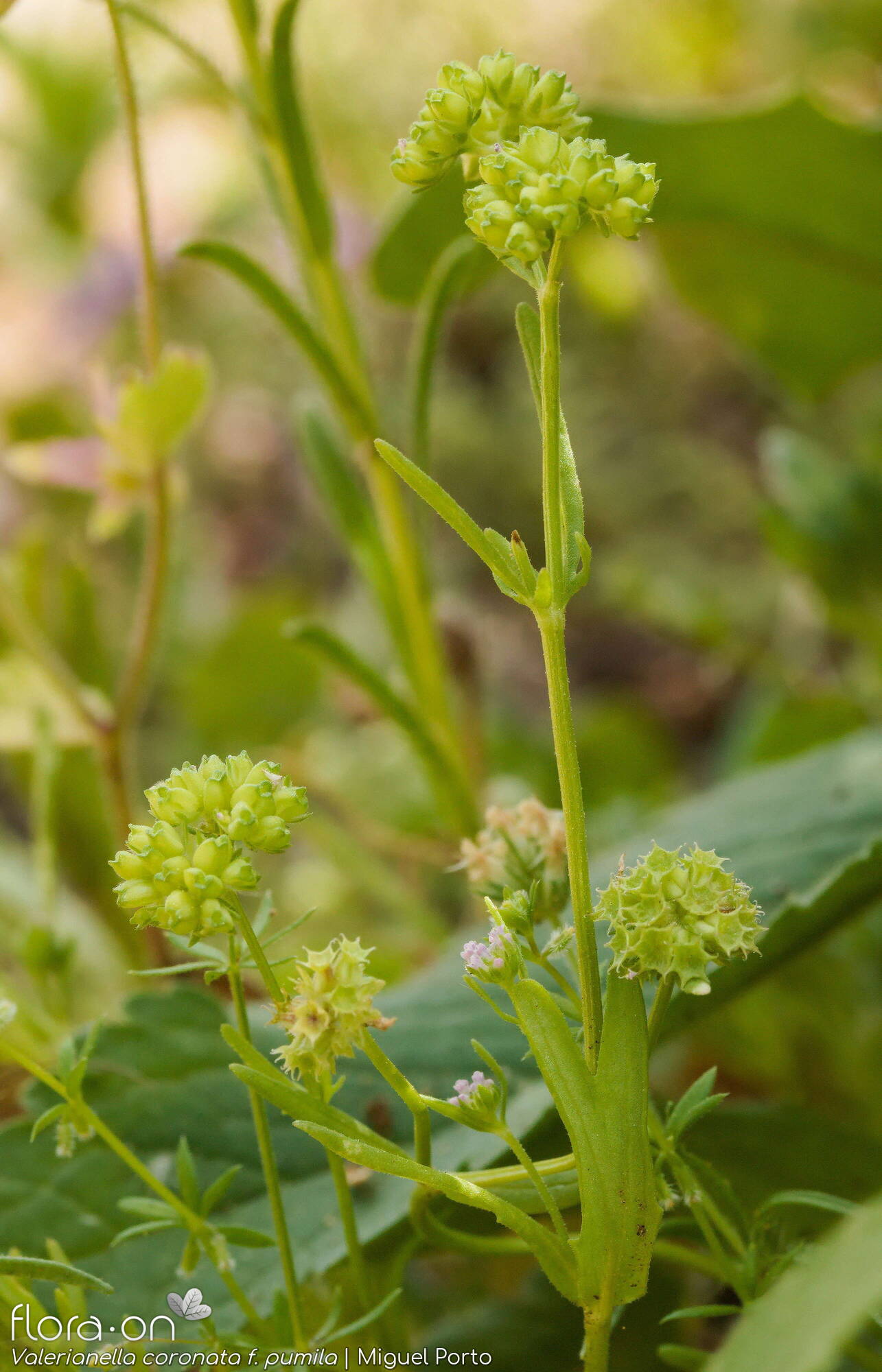 Valerianella coronata - Hábito | Miguel Porto; CC BY-NC 4.0