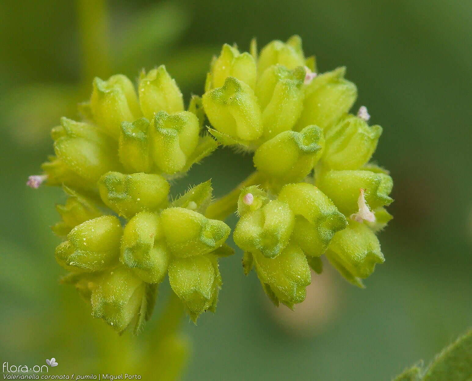 Valerianella coronata - Fruto | Miguel Porto; CC BY-NC 4.0