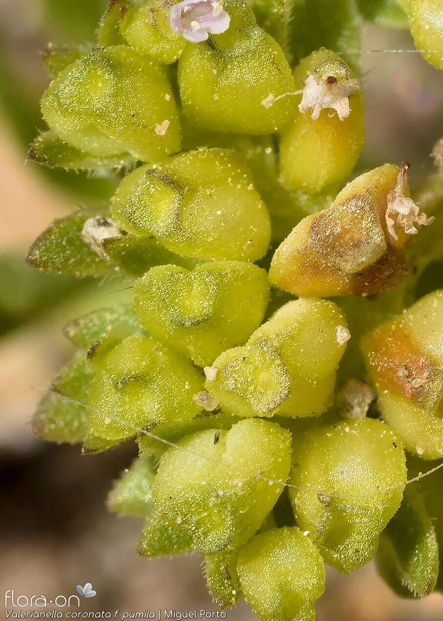 Valerianella coronata - Fruto | Miguel Porto; CC BY-NC 4.0