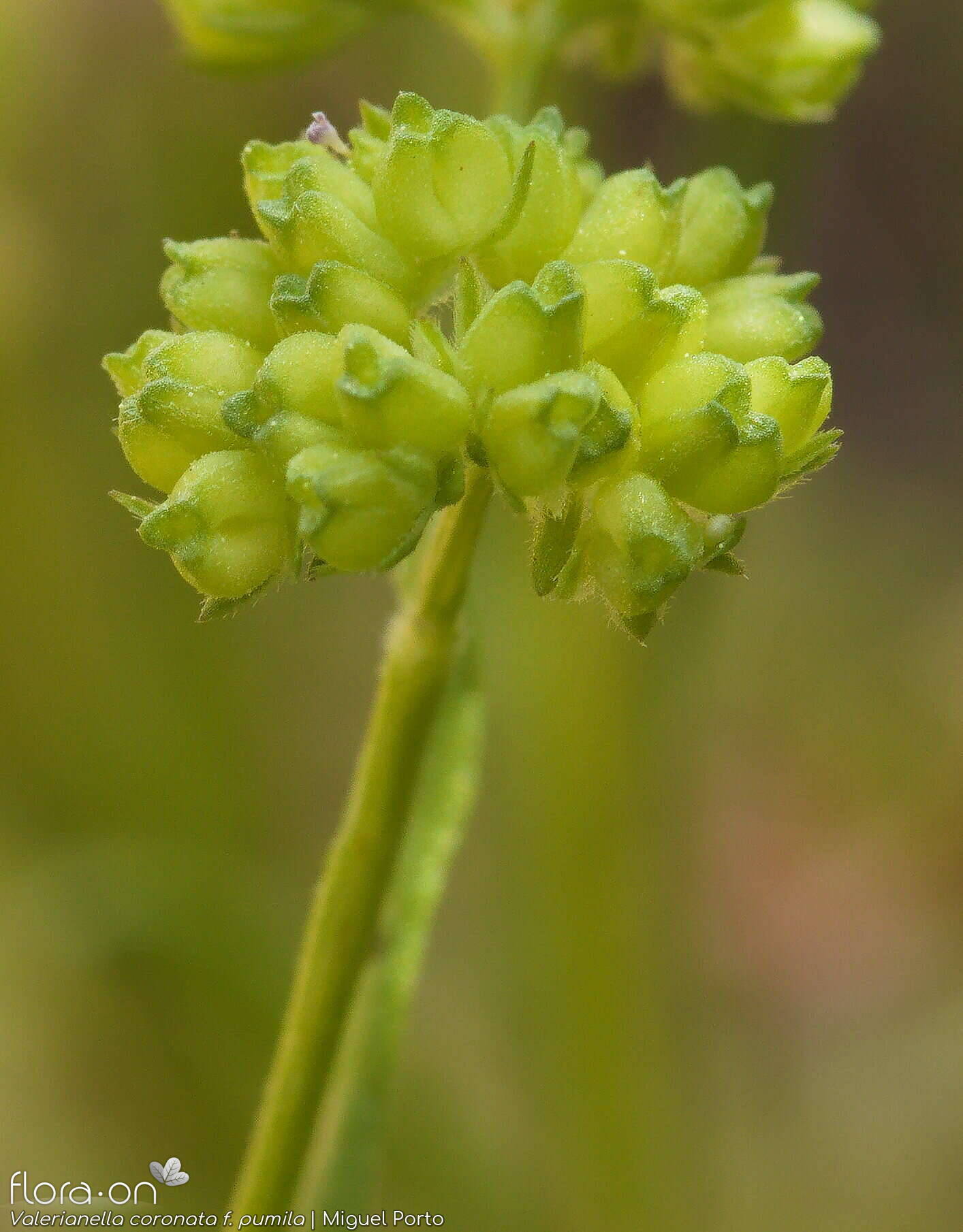 Valerianella coronata - Fruto | Miguel Porto; CC BY-NC 4.0