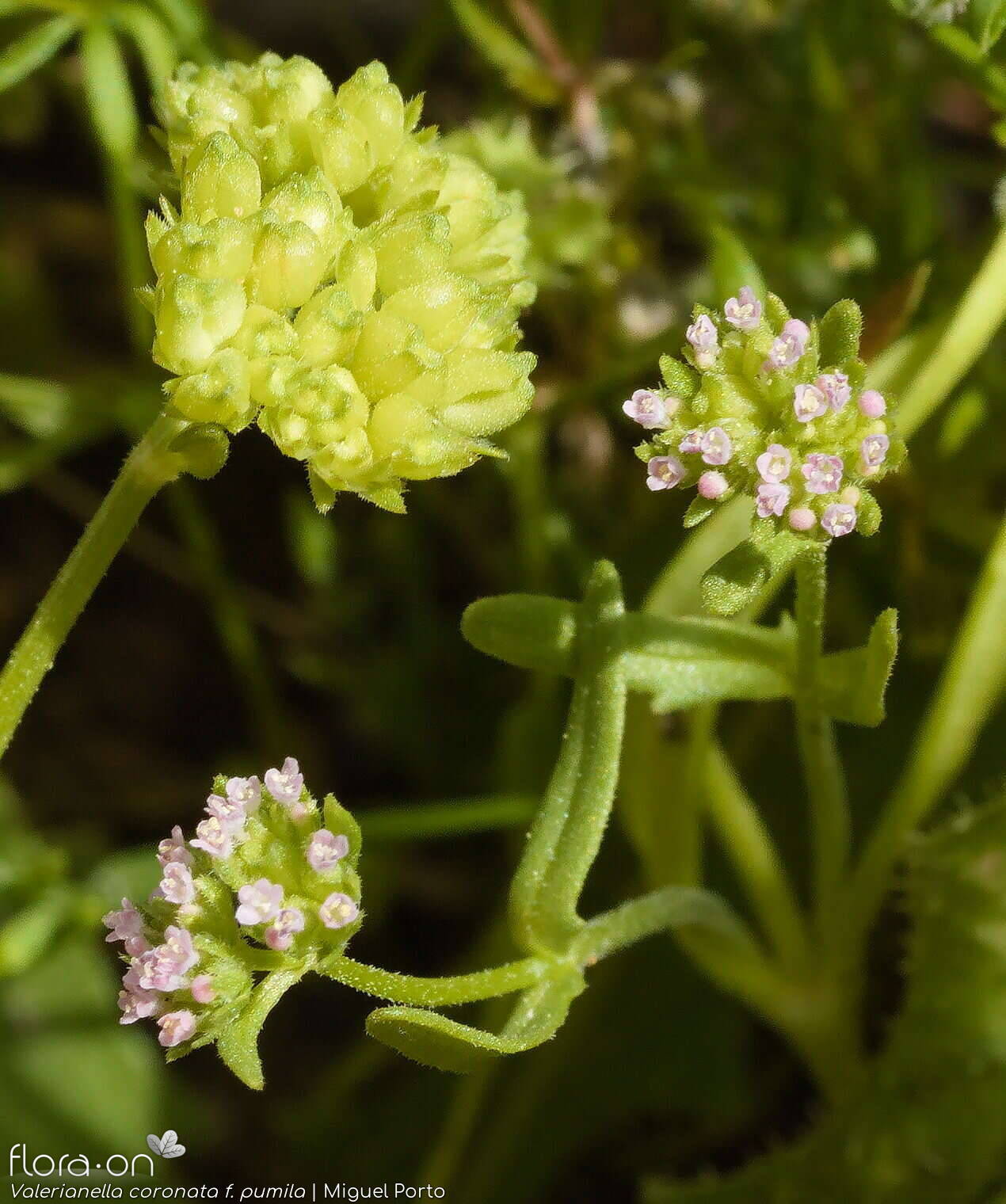 Valerianella coronata - Flor (geral) | Miguel Porto; CC BY-NC 4.0
