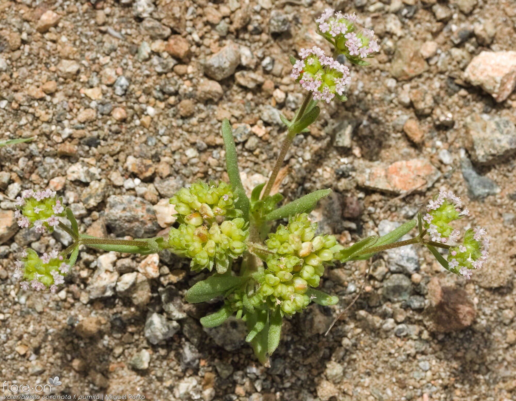 Valerianella coronata - Hábito | Miguel Porto; CC BY-NC 4.0
