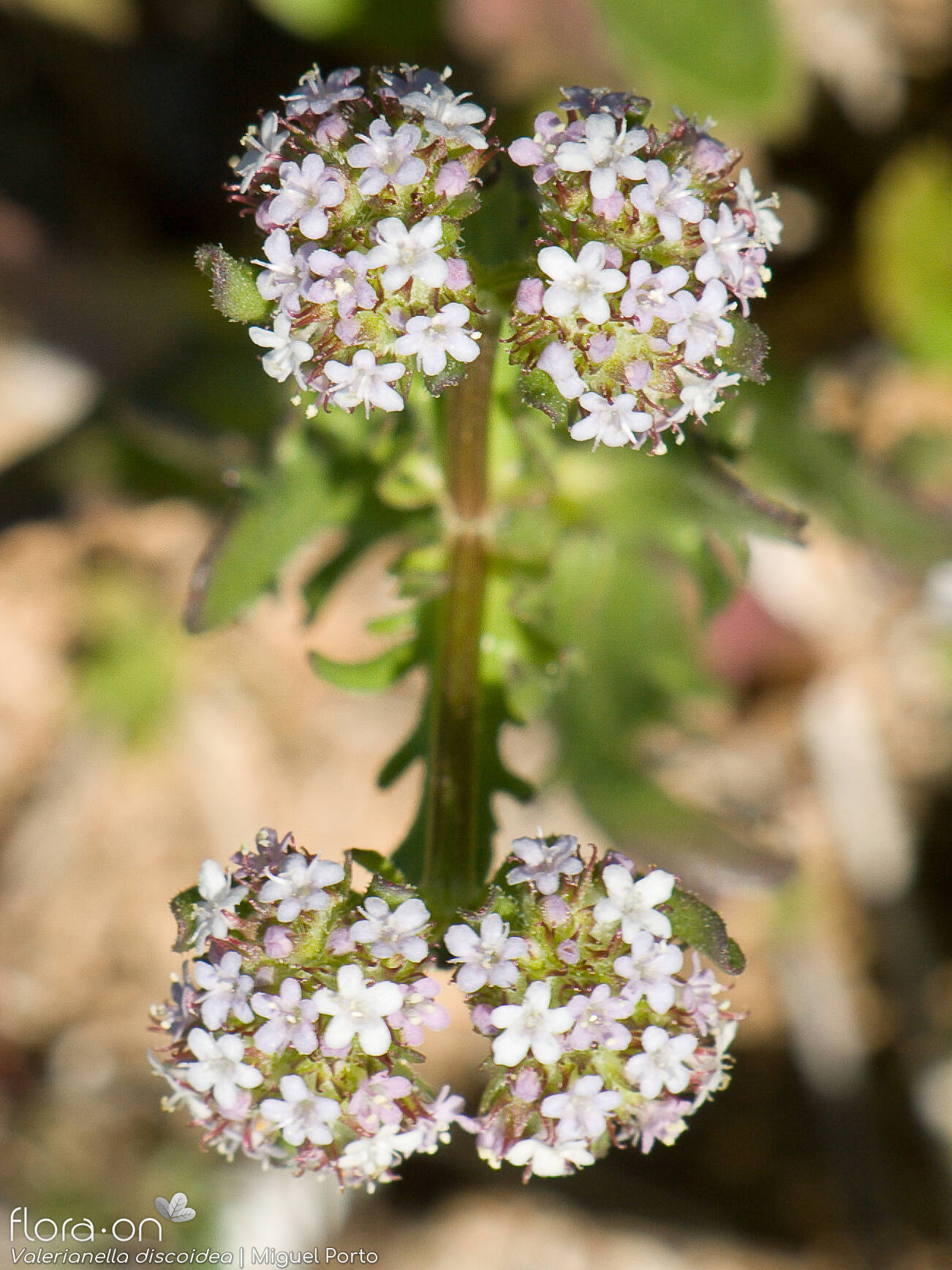 Valerianella discoidea - Flor (geral) | Miguel Porto; CC BY-NC 4.0