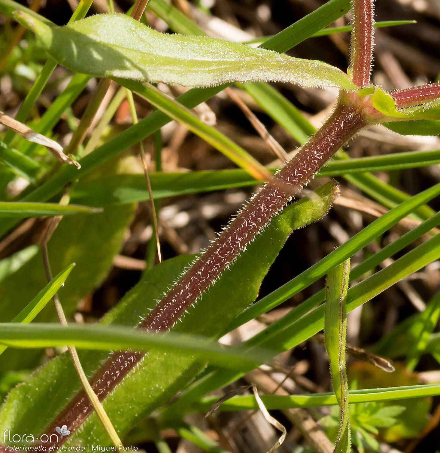 Valerianella eriocarpa - Caule | Miguel Porto; CC BY-NC 4.0
