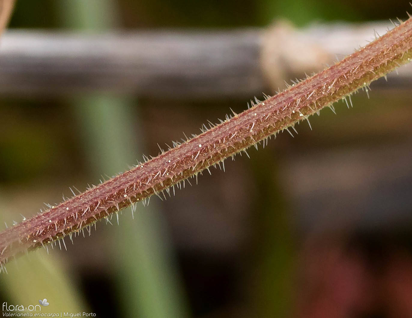 Valerianella eriocarpa - Caule | Miguel Porto; CC BY-NC 4.0