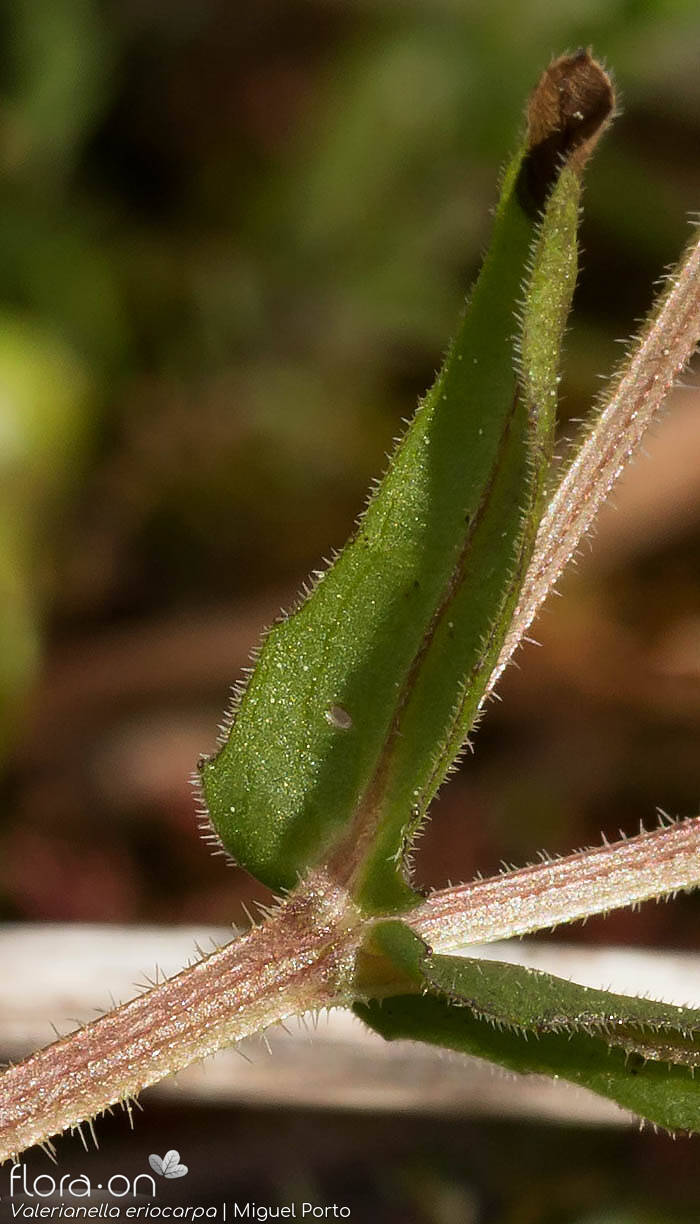 Valerianella eriocarpa - Folha | Miguel Porto; CC BY-NC 4.0