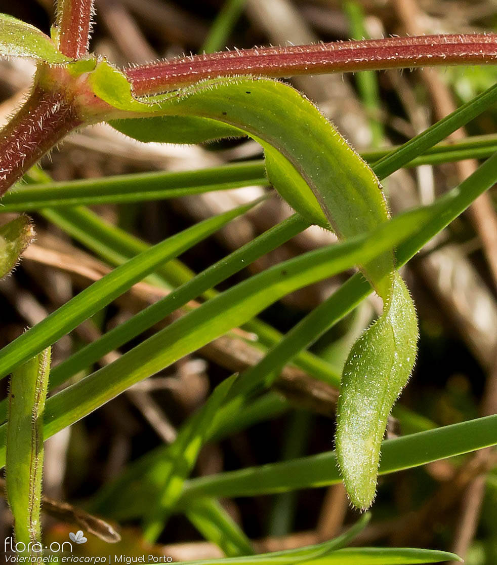 Valerianella eriocarpa - Folha | Miguel Porto; CC BY-NC 4.0
