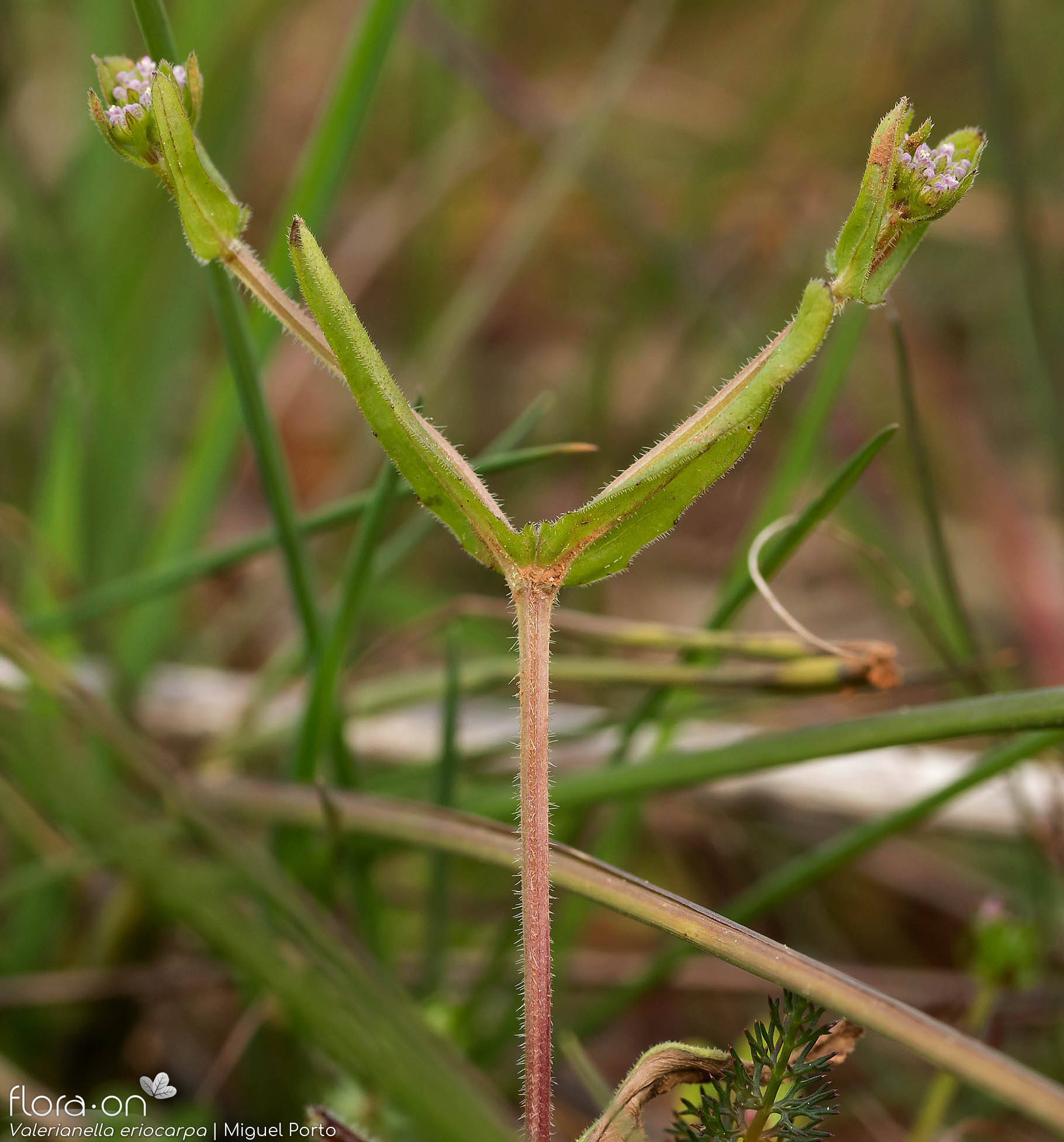 Valerianella eriocarpa - Hábito | Miguel Porto; CC BY-NC 4.0