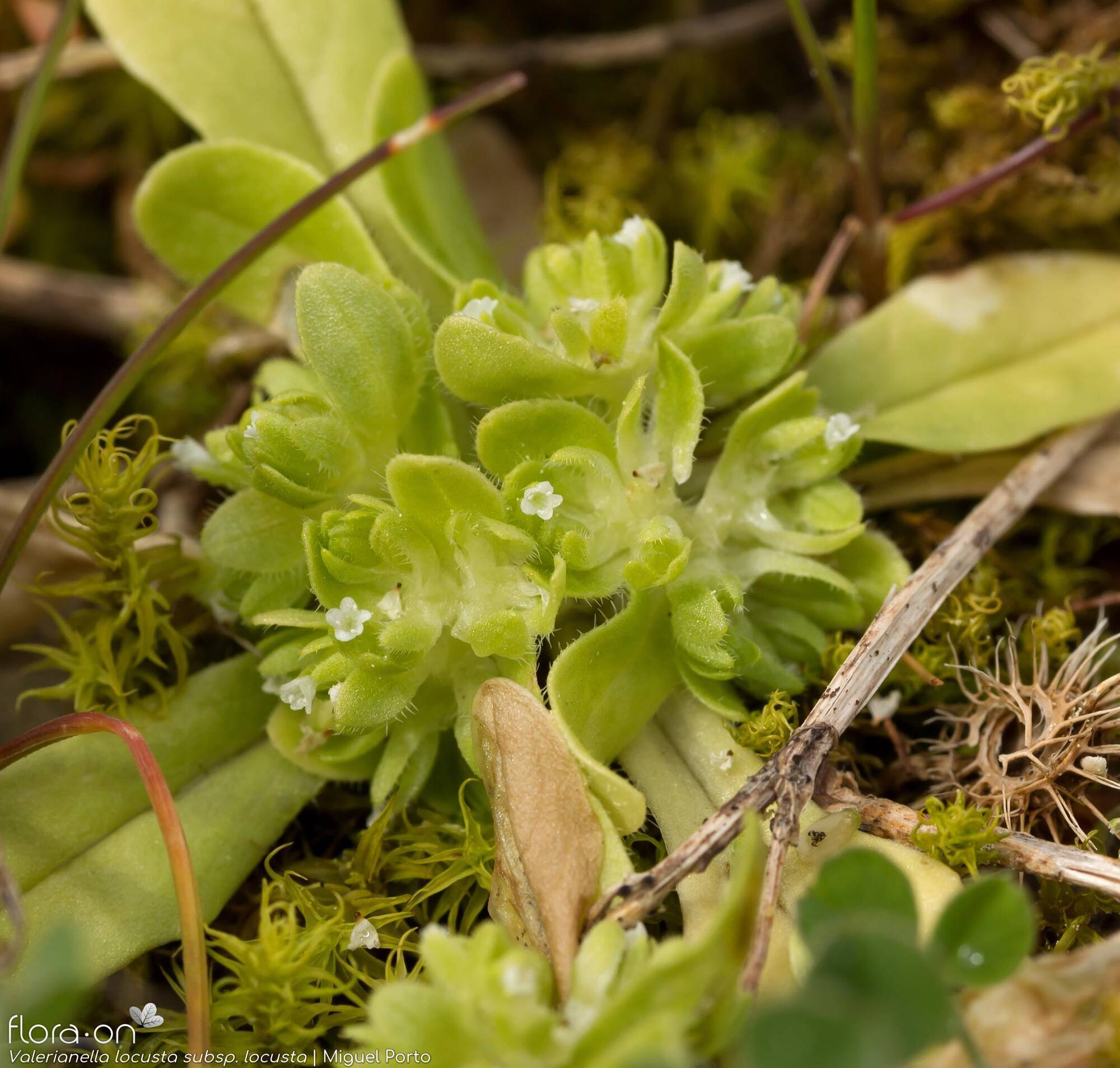 Valerianella locusta - Flor (geral) | Miguel Porto; CC BY-NC 4.0