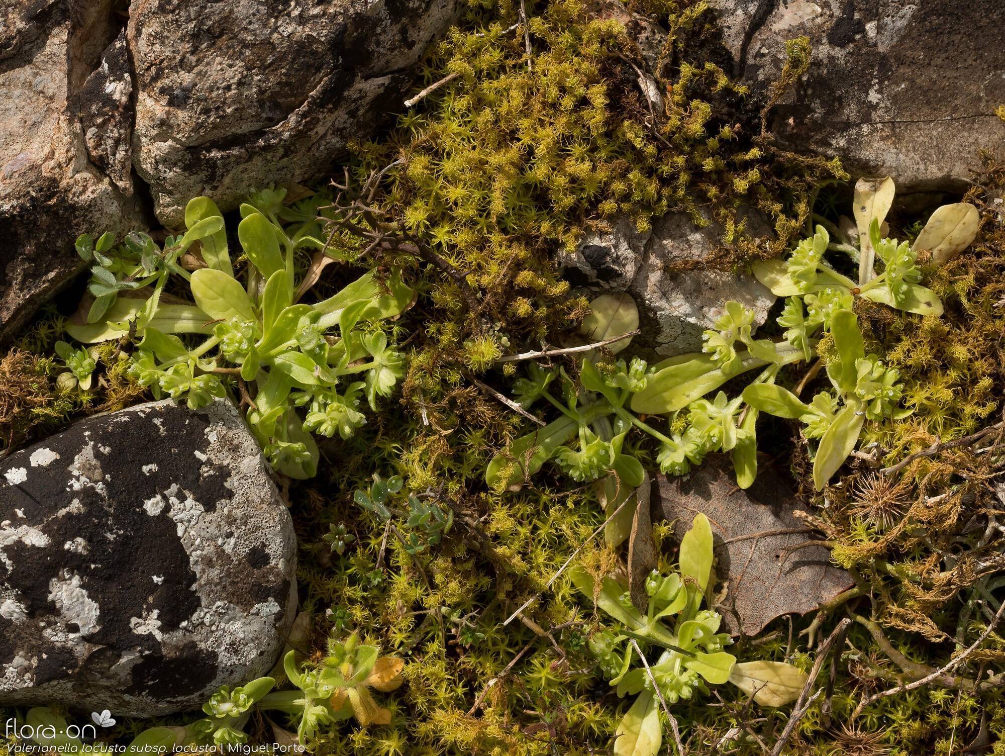 Valerianella locusta - Habitat | Miguel Porto; CC BY-NC 4.0
