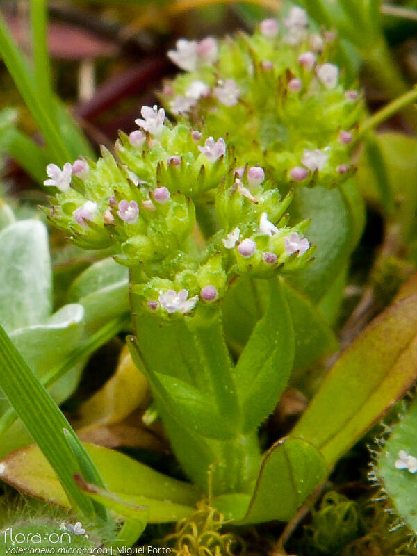 Valerianella microcarpa - Flor (close-up) | Miguel Porto; CC BY-NC 4.0