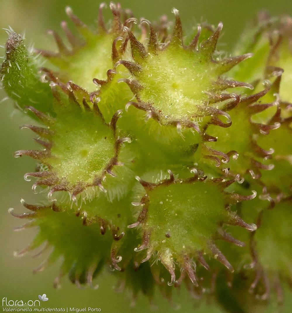 Valerianella multidentata - Fruto | Miguel Porto; CC BY-NC 4.0