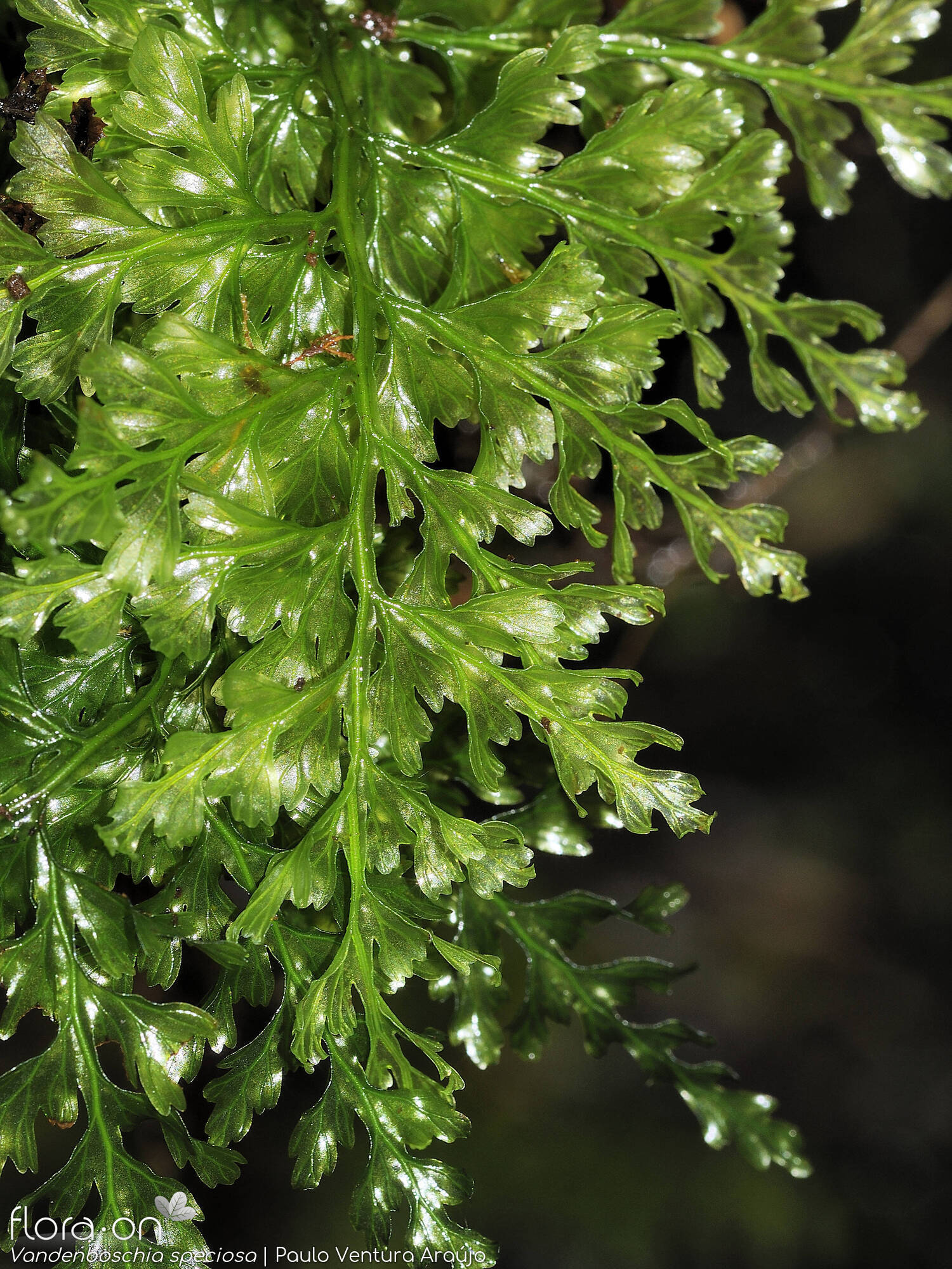 Vandenboschia speciosa