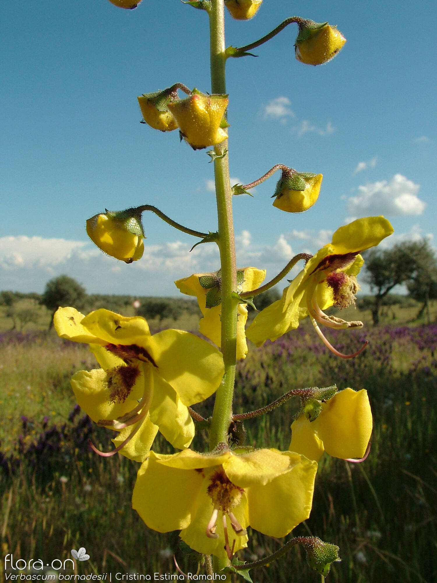Verbascum barnadesii - Flor (geral) | Cristina Estima Ramalho; CC BY-NC 4.0