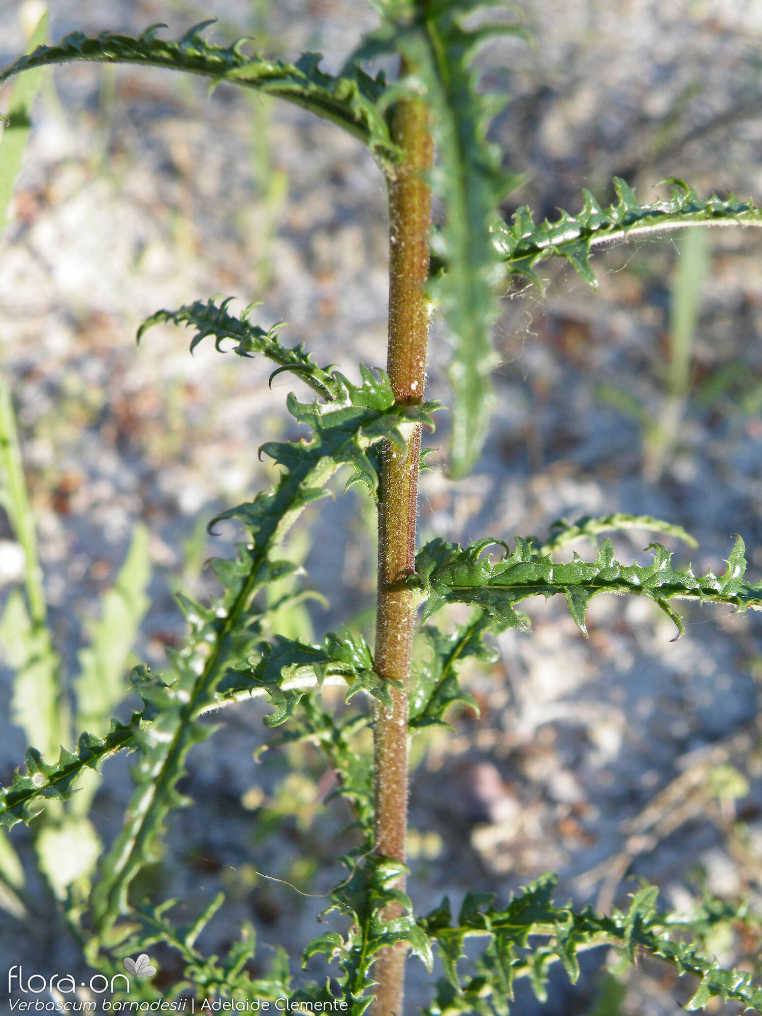 Verbascum barnadesii - Folha | Adelaide Clemente; CC BY-NC 4.0