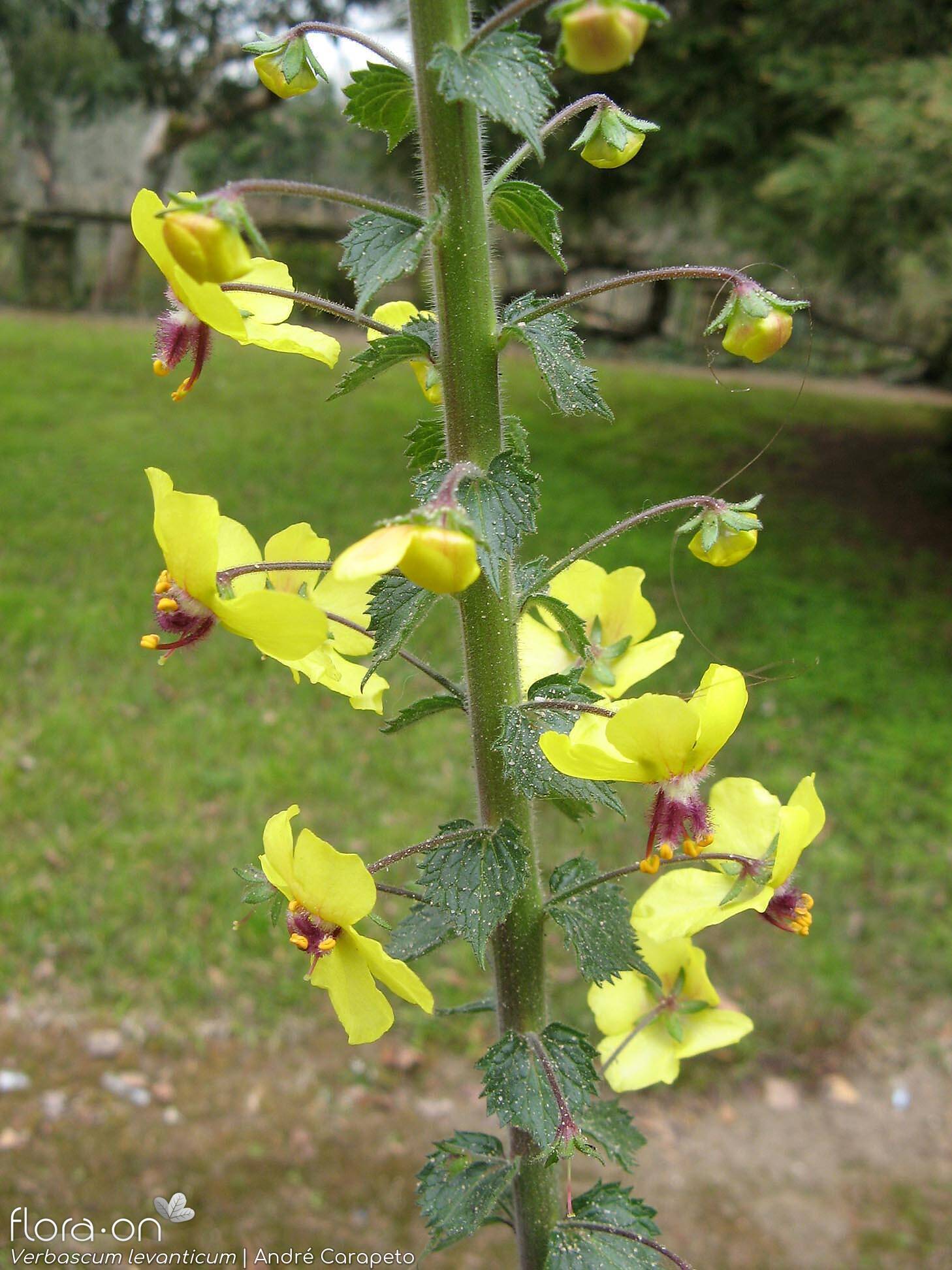 Verbascum levanticum - Flor (geral) | André Carapeto; CC BY-NC 4.0