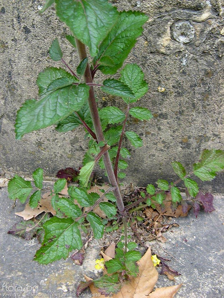Verbascum levanticum - Folha (geral) | André Carapeto; CC BY-NC 4.0