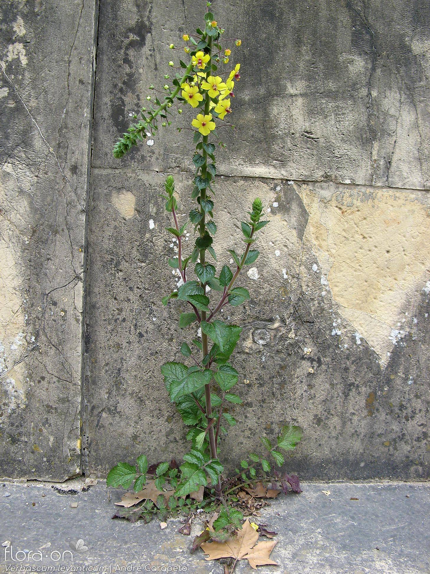 Verbascum levanticum - Hábito | André Carapeto; CC BY-NC 4.0