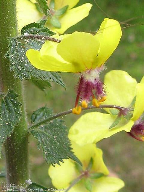 Verbascum levanticum - Flor (close-up) | André Carapeto; CC BY-NC 4.0