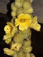 Verbascum litigiosum