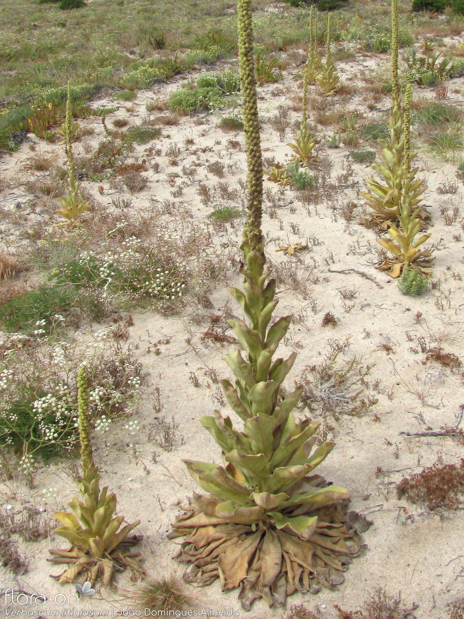 Verbascum litigiosum - Habitat | João Domingues Almeida; CC BY-NC 4.0