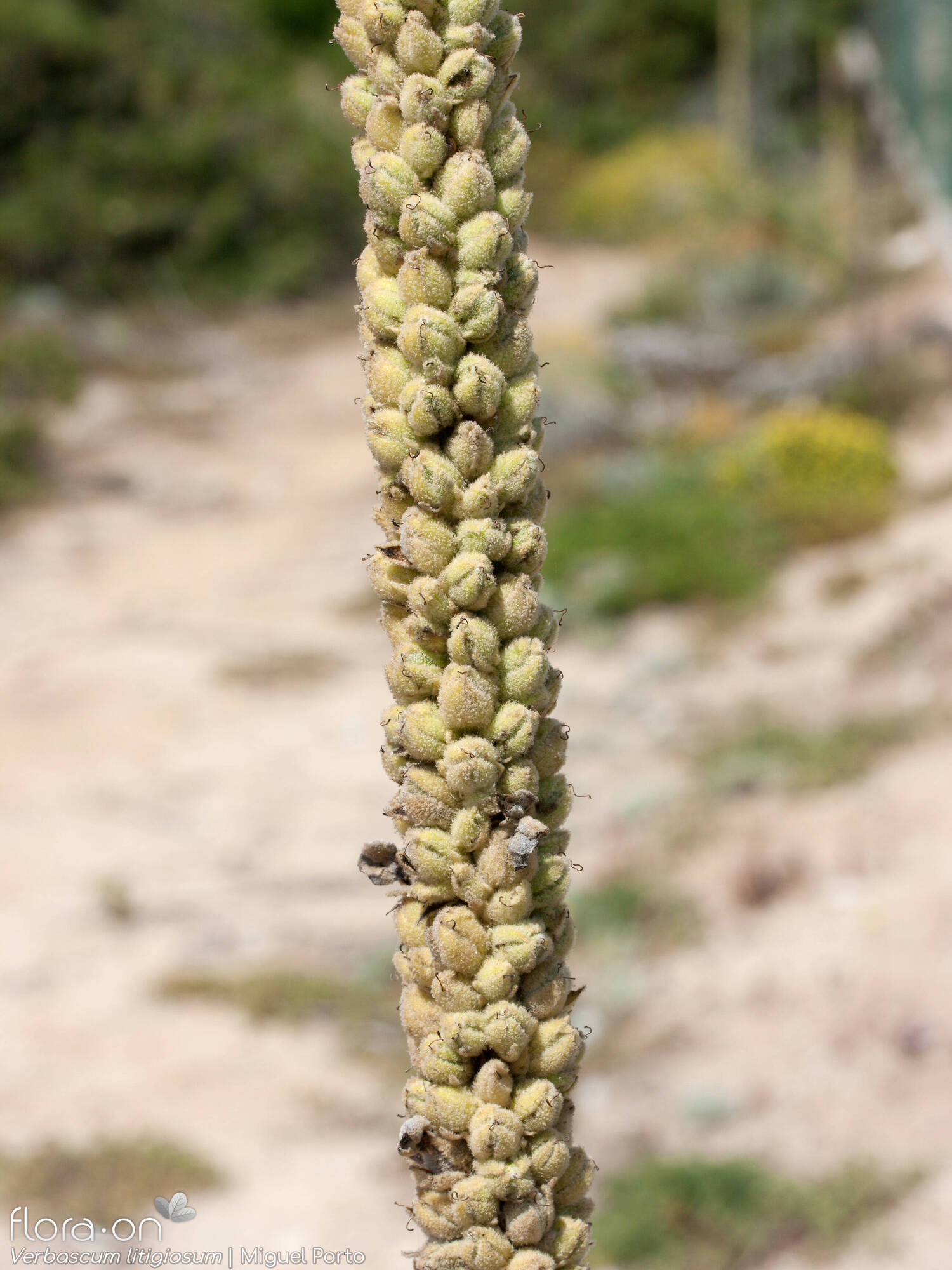 Verbascum litigiosum - Fruto | Miguel Porto; CC BY-NC 4.0