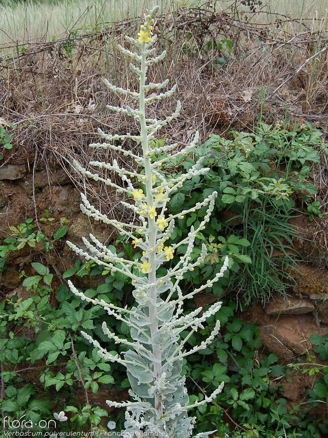 Verbascum pulverulentum - Hábito | Francisco Clamote; CC BY-NC 4.0