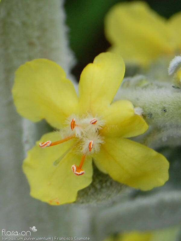 Verbascum pulverulentum - Flor (close-up) | Francisco Clamote; CC BY-NC 4.0