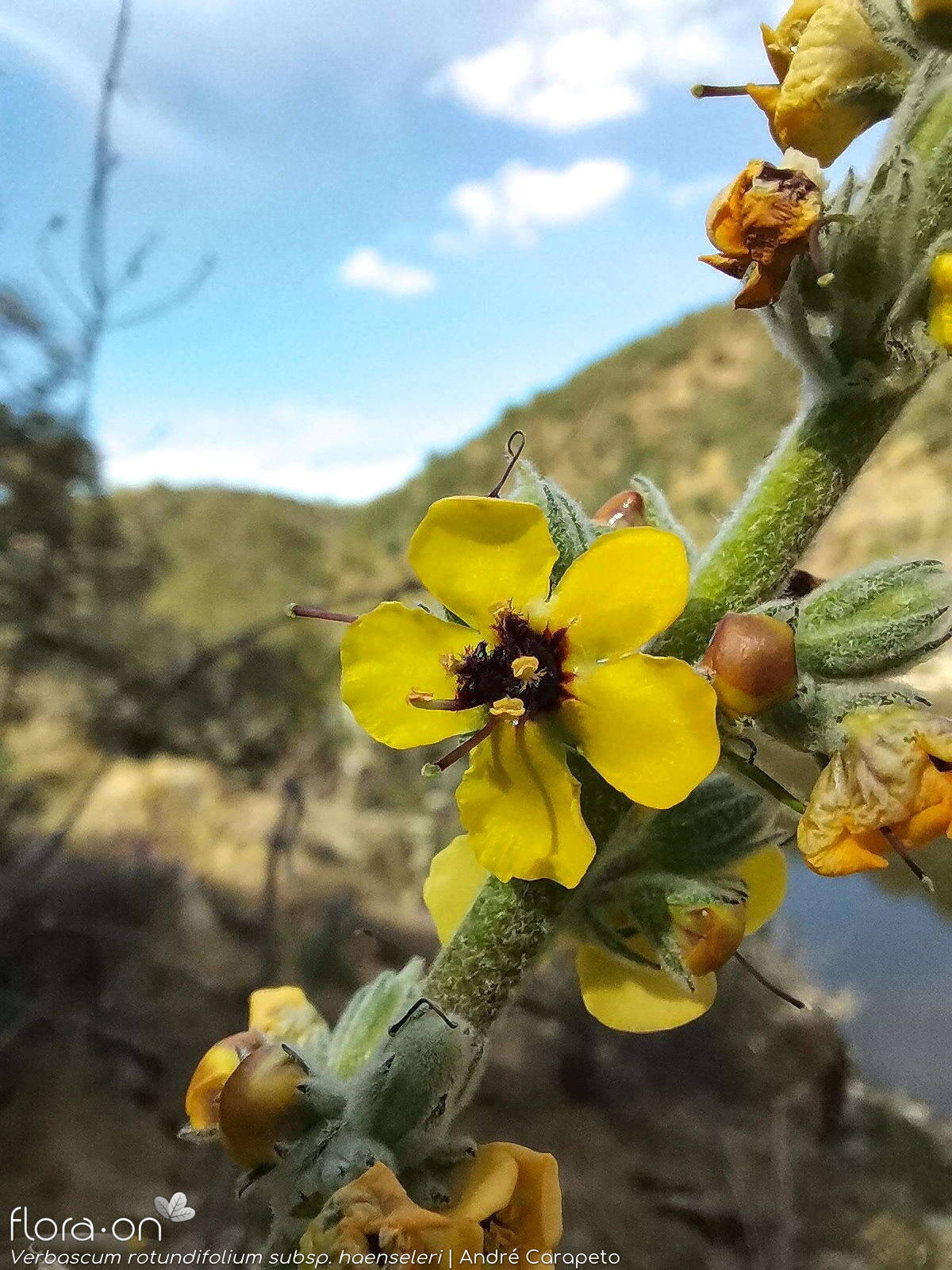 Verbascum rotundifolium haenseleri - Flor (geral) | André Carapeto; CC BY-NC 4.0