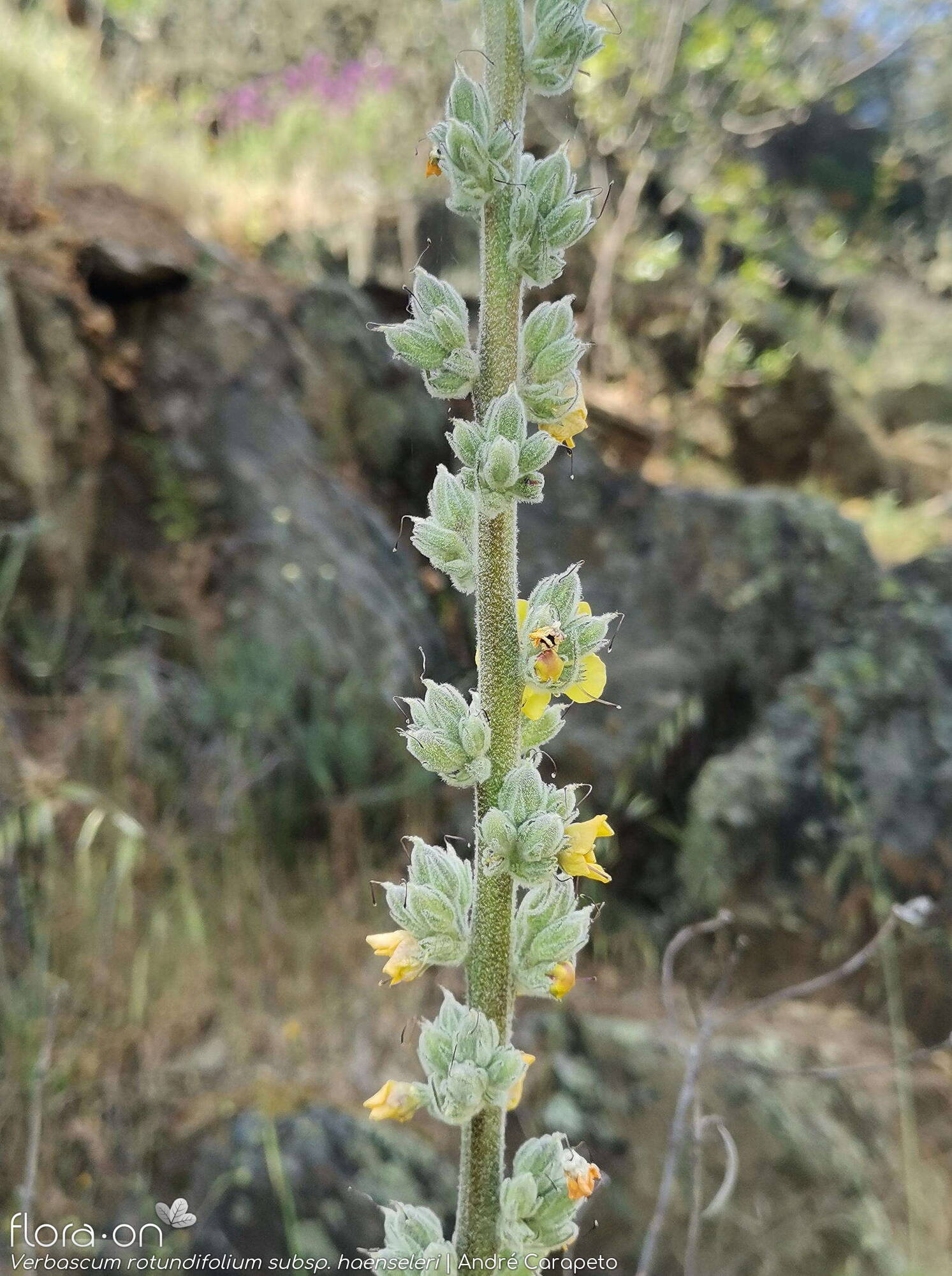 Verbascum rotundifolium haenseleri - Flor (geral) | André Carapeto; CC BY-NC 4.0