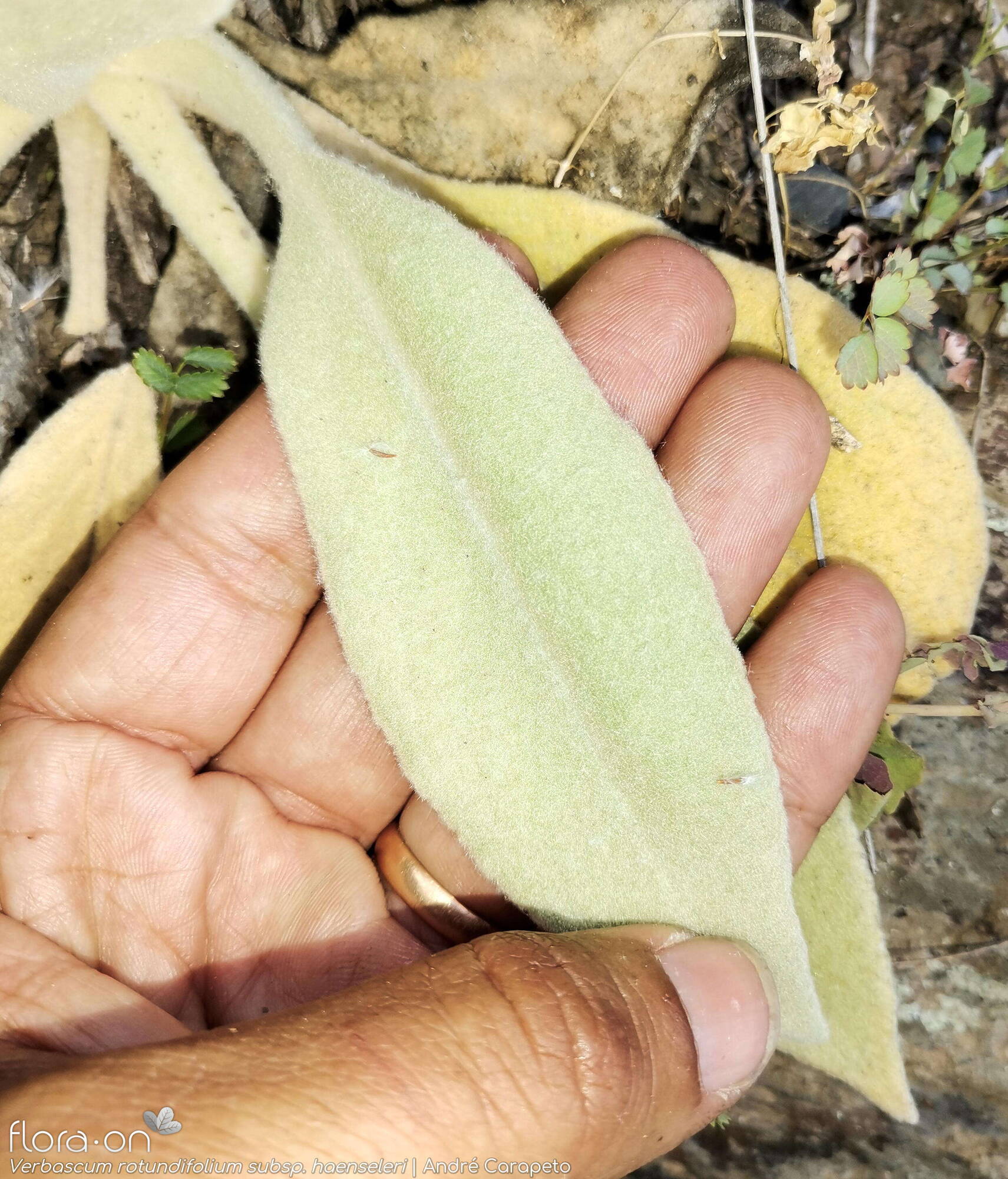 Verbascum rotundifolium haenseleri - Folha | André Carapeto; CC BY-NC 4.0