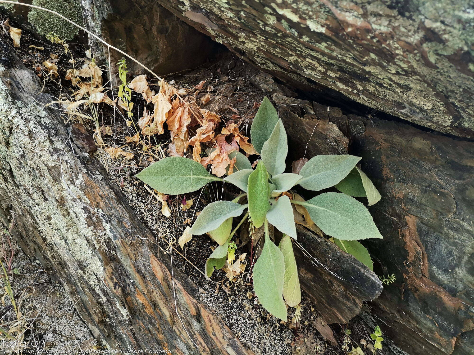 Verbascum rotundifolium haenseleri - Folha (geral) | André Carapeto; CC BY-NC 4.0